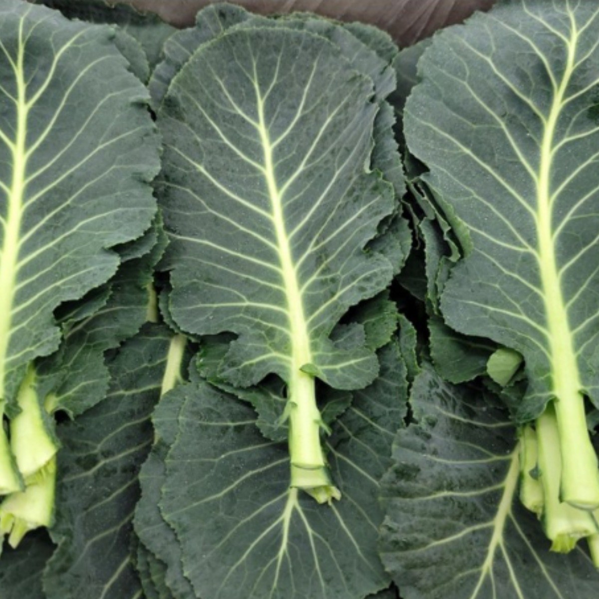 [허브온] 쌈케일 / 16년간 전국 호텔 및 레스토랑 공급채소 케일, 1개, 2kg 16,800원