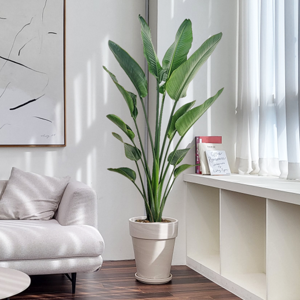 농원청년 크림토분 취임 영전 이직 승진 축하화분 실내 공기정화식물 사무실 카페 매장 공간 인테리어식물 거실화분 집들이 개업식 축하화환 여인초 금전수 뱅갈고무나무 아레카야자 행운목 167,000원