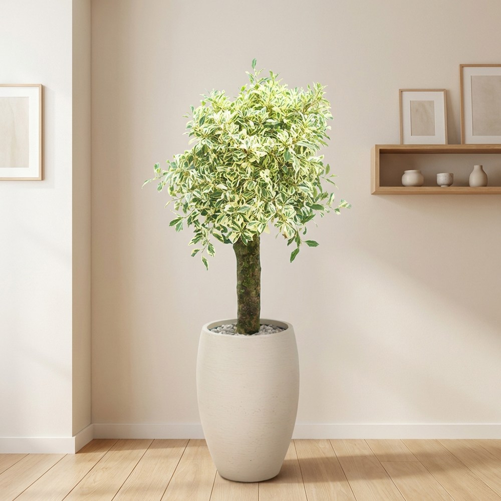 화사한 은빛 물결 컬러 벤자민 명품 수형 거실 인테리어 화분, 1개, 네추럴 아이보리 158,000원