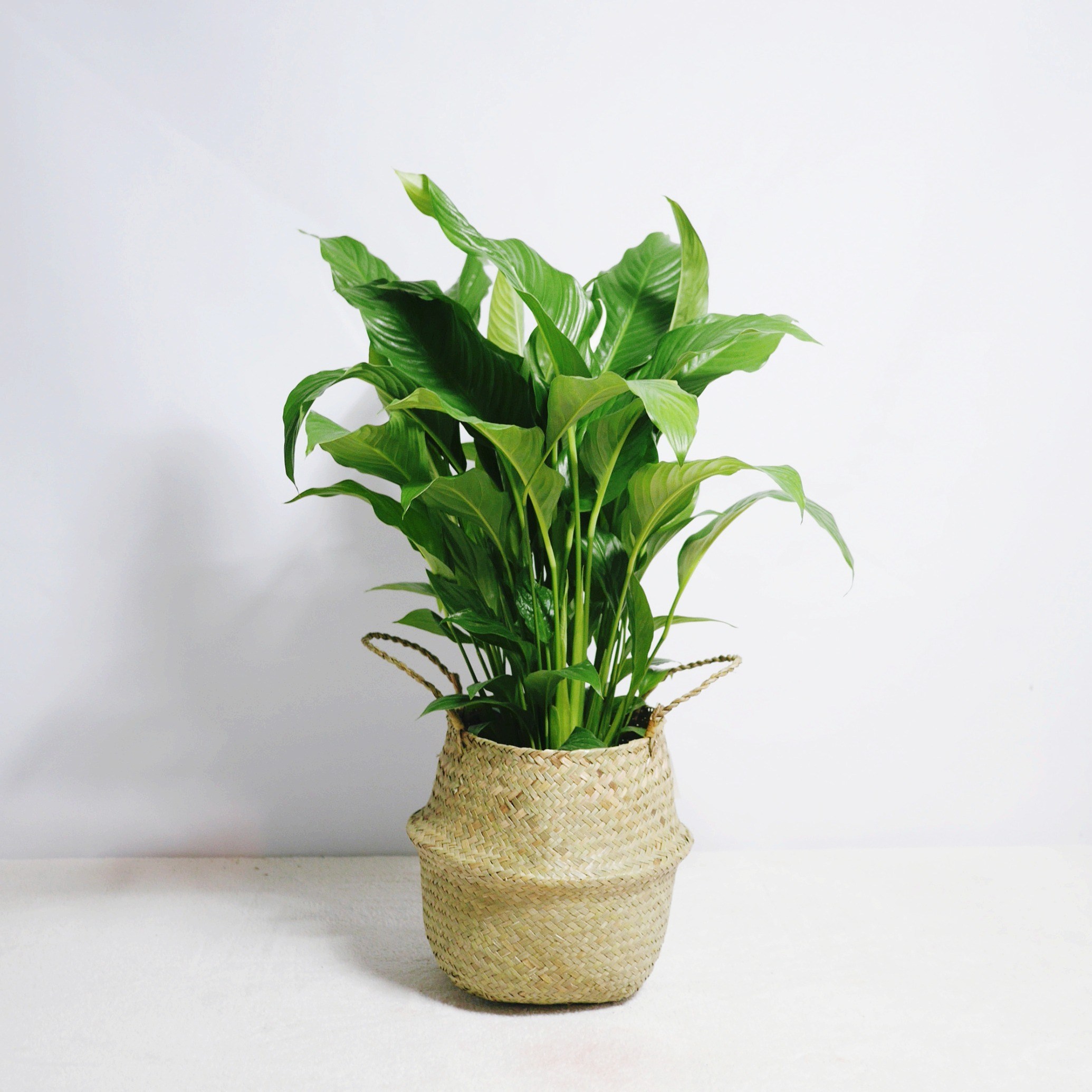 꽃피우는청년 공기정화식물 중대형 스파티필름 해초 라탄 왕골 바구니 세트 32,500원