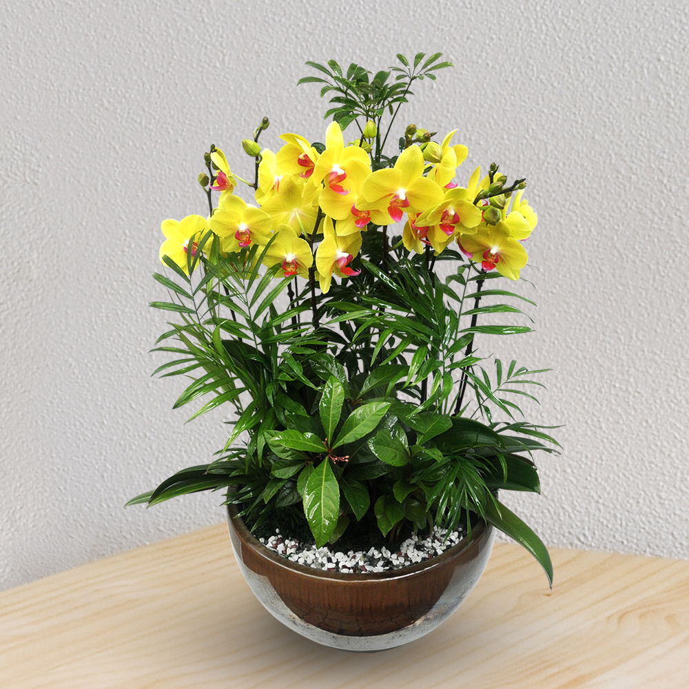 에코플라워 서양란 (호접난_노랑) 전국당일배송 사진전송 승진 영전 인사이동 진급 취임 개업 꽃배달 h-0042, 1개 108,000원