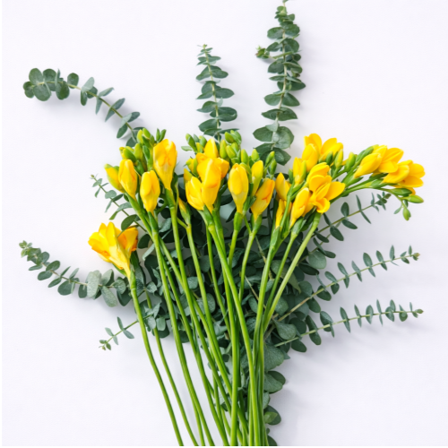 꽃담결 프리지아 후리지아 생화 꽃다발 10줄기 봄꽃 꽃선물 프리지아꽃다발 14,900원