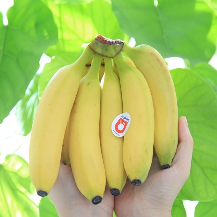 초고당도 일반 수입산 바나나 생과 버나나, 1박스, 3송이 17,300원
