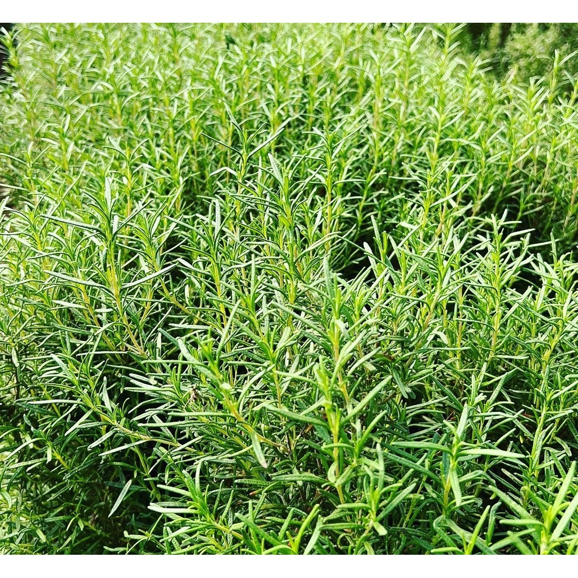 카페용 로즈마리 유기농허브생잎, 50g, 1개 8,500원