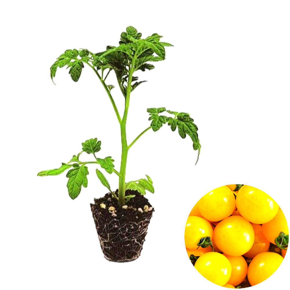 파머시카 젤리방울토마토 모종 노랑 17,000원