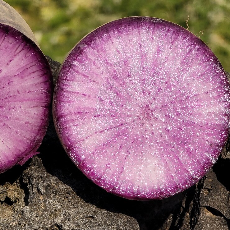 제주담은농장 자색무, 1박스, 8KG 29,000원