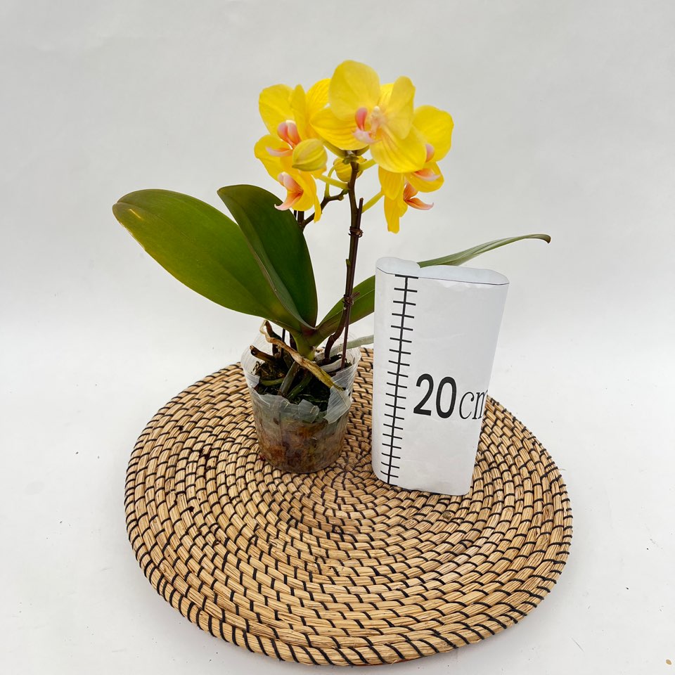 서양란 호접란 골든킹 쌍대 노란꽃 무배 화초 다이노플라워 24,900원