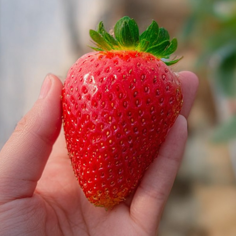 [율아네] 복숭아향 명품 프리미엄 킹스베리 대왕딸기, 1개, 왕특 대과 1kg (45~59g) 43,800원