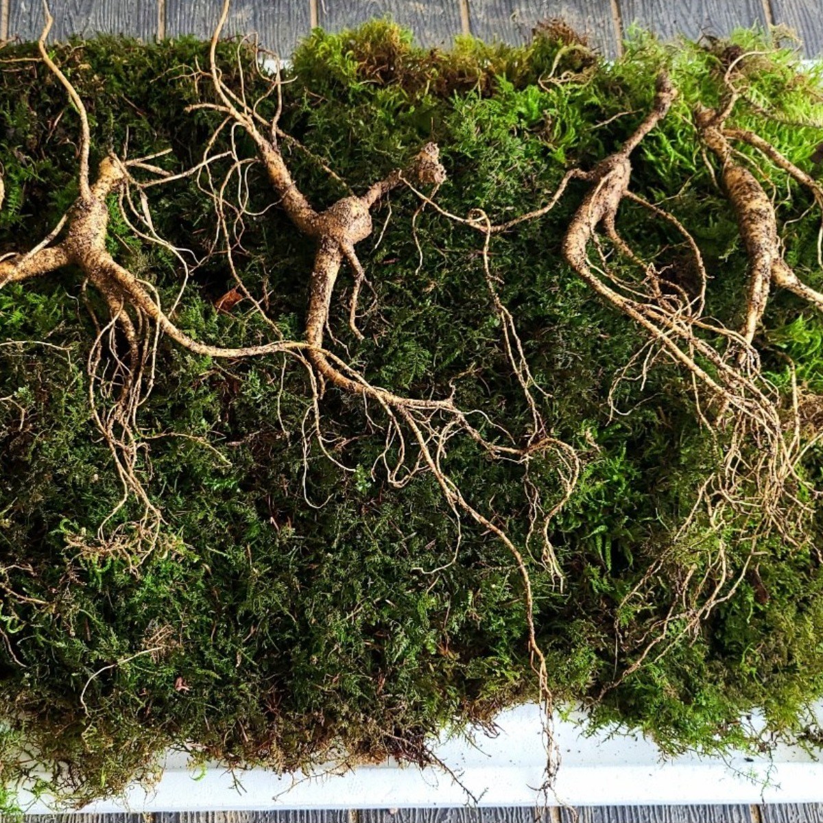 [수로] 강원도 전라도 1200고지 진짜 야생 방치삼 16년 자연 방치삼 씨삼 + 서비스 삼, 3개, 0 200,000원