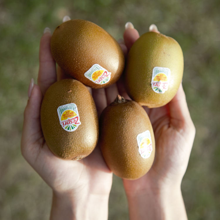 수입 골드 키위 초고당도 제스프리 골드키위 생과, 1박스, 소과 3kg 46,900원