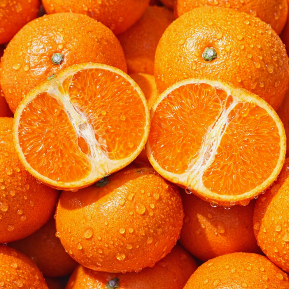 { 백화점납품농가 } 프리미엄 초고당도 천혜향 특품 당도보장 제주 천혜향 42,300원