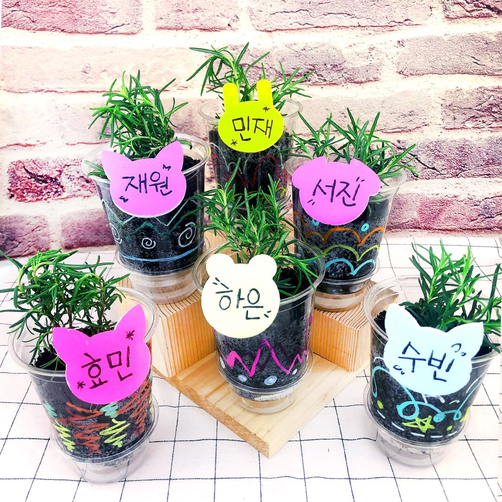 오렌지e몰 교과서에 나오는 허브 로즈마리 가꾸기 6인 관찰일지 포함 16,200원