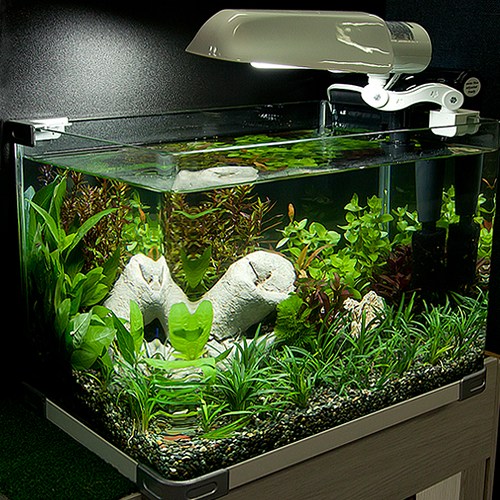 피알피쉬 350 수초 어항 세트 100,000원