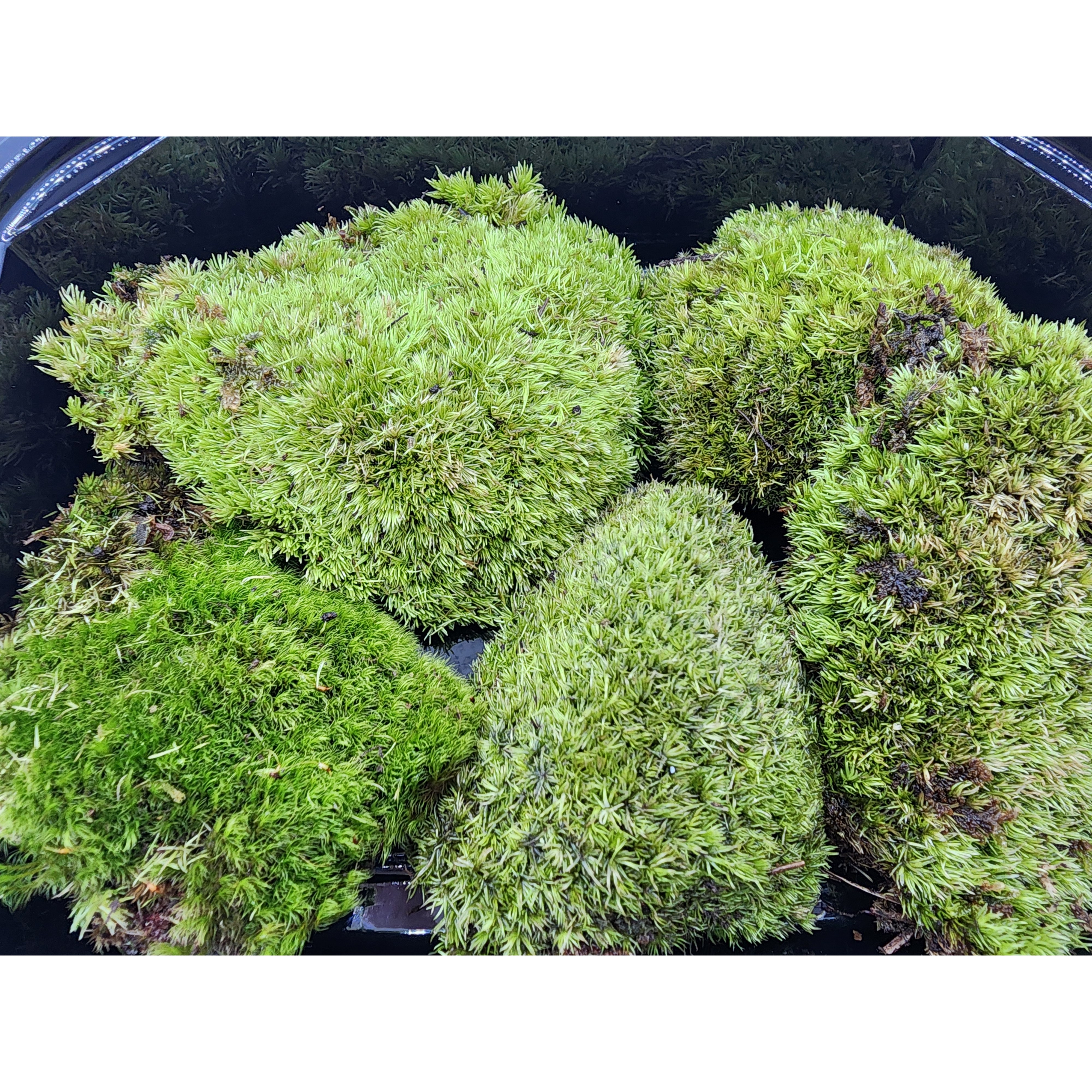 비단이끼 팩 빵이끼 18X14 비바리움 테라리움 팔루다리움 석부작 식물, 1개 5,000원