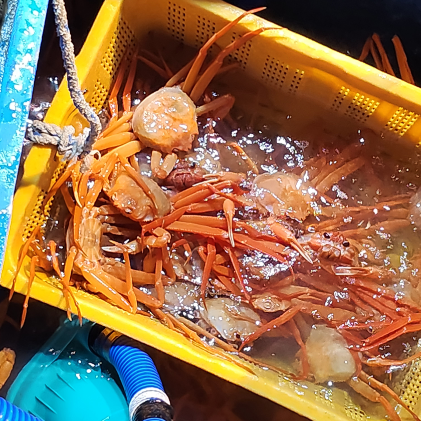 당일조업 구룡포 자숙 박달홍게 28,600원