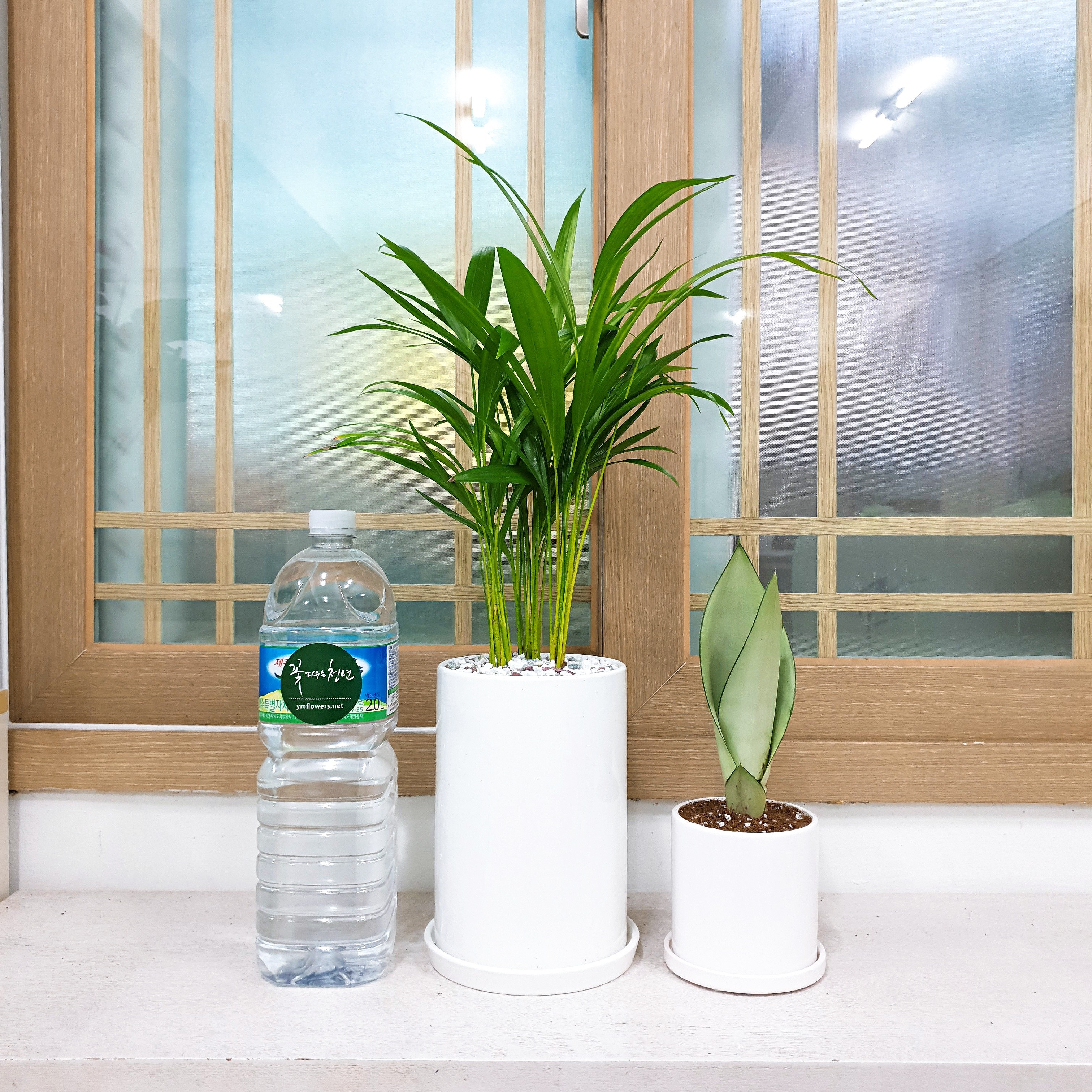 꽃피우는청년 실내공기정화식물 중형 화이트 화분(원형), 아레카야자, 1개 31,000원