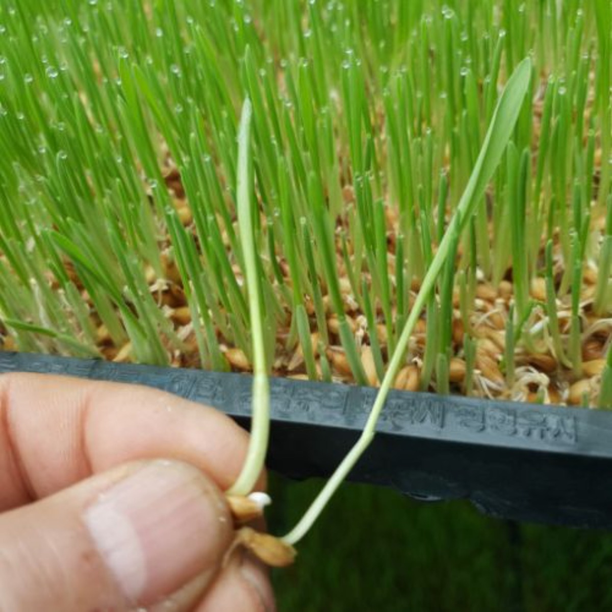 베란다텃밭 수경재배용 뿌리까지 수확 재배기5매 무농약 씨앗 3kg, 1개 24,800원