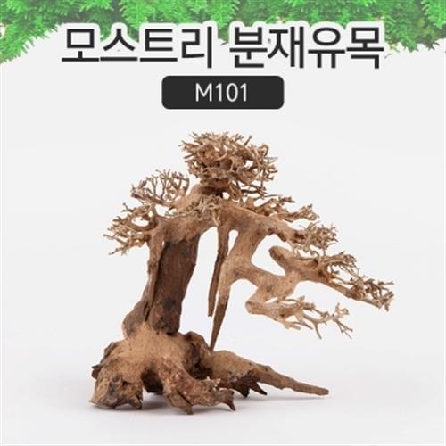 모스트리 분재유목(M) M101 /성형유목/자연 49,500원