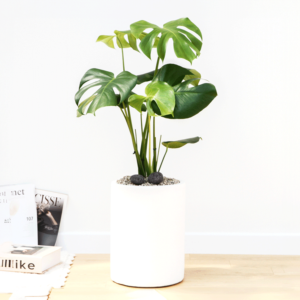드셀플라워 금전수 돈나무 개업 화분 집들이 선물 승진 사무실 이전 병원 개원 식당 개업식 축하 화분 배달 당일배송 7.소형_몬스테라 흰색원형 경량화분 55,000원