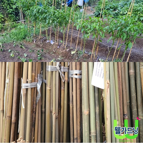 조이가든센터 대나무 단간 지주대- 10개묶음 높이 210cm 21,800원