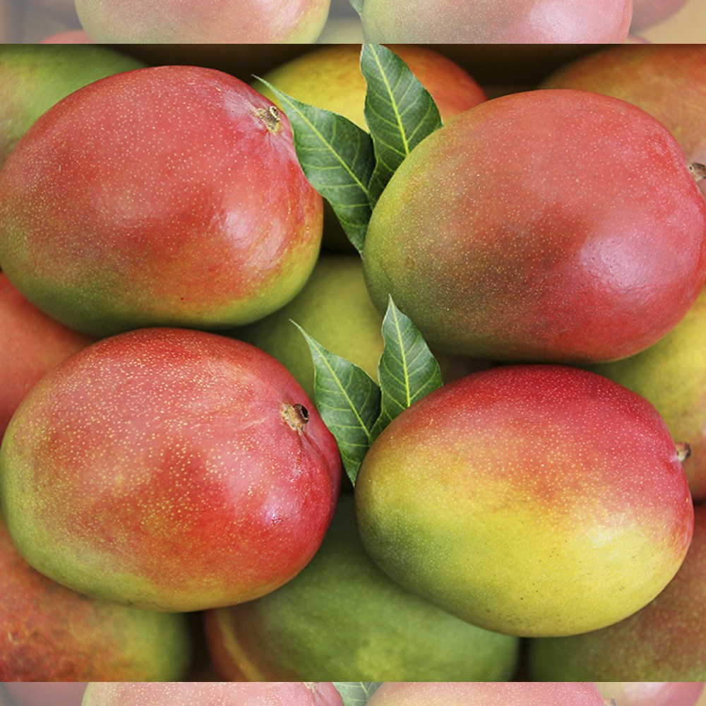 애플망고 레드망고 항공직송 특대망고 실속구성, 특대2과, 특대4과, 특대8과, 4kg(특대8과) 68,000원