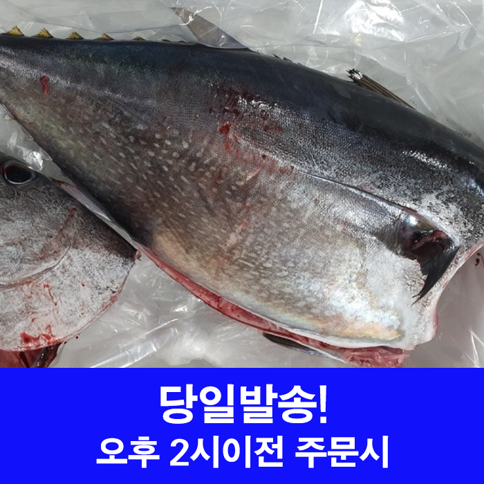 국내산 생물 참다랑어 급냉 참다랑어 참치 1미, 1개, 급냉 참다랑어 2.5-4kg급 32,900원