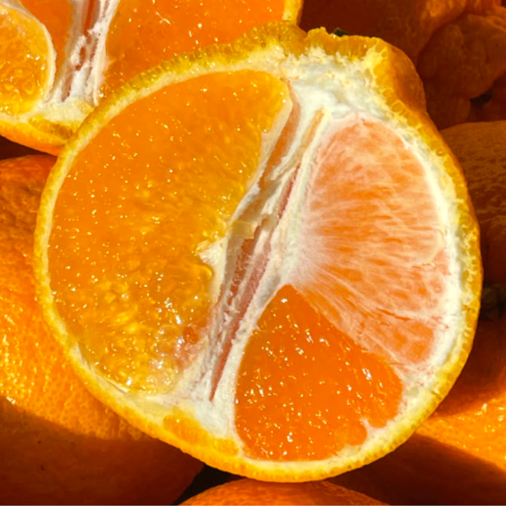 [5일간초특가] 최대16Brix 초고당도 제주 한라봉 19,990원