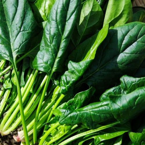 싱싱햇 국내산 시금치 섬초 남해초 포항초 22,000원