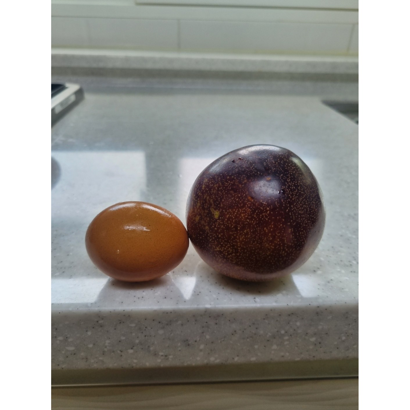 일심묘목농원 자두나무 대흥포 3년생 결실주 분묘 44,000원