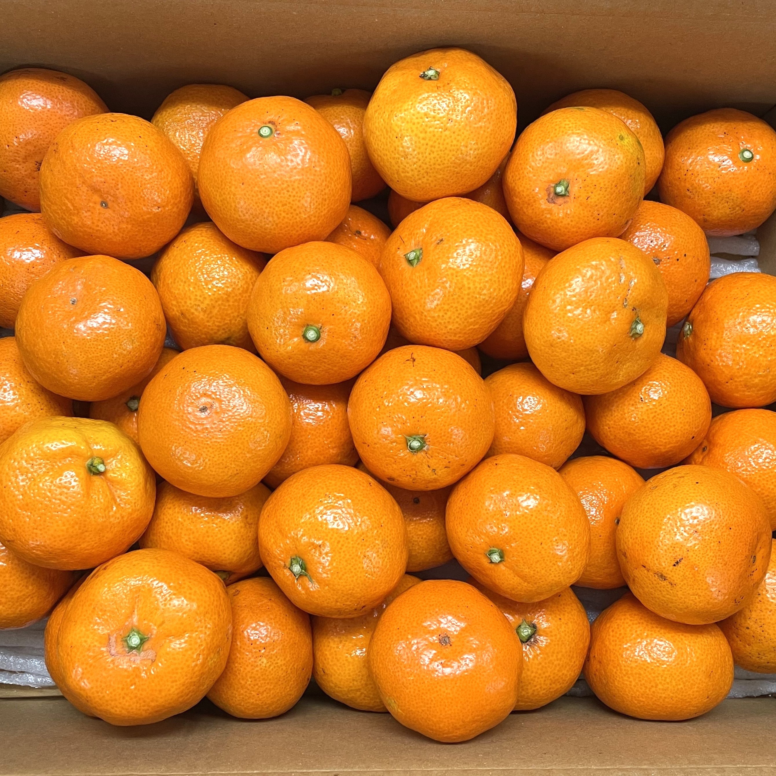 제주 비가림 감귤 하우스귤 산지직송, 1박스 25,600원
