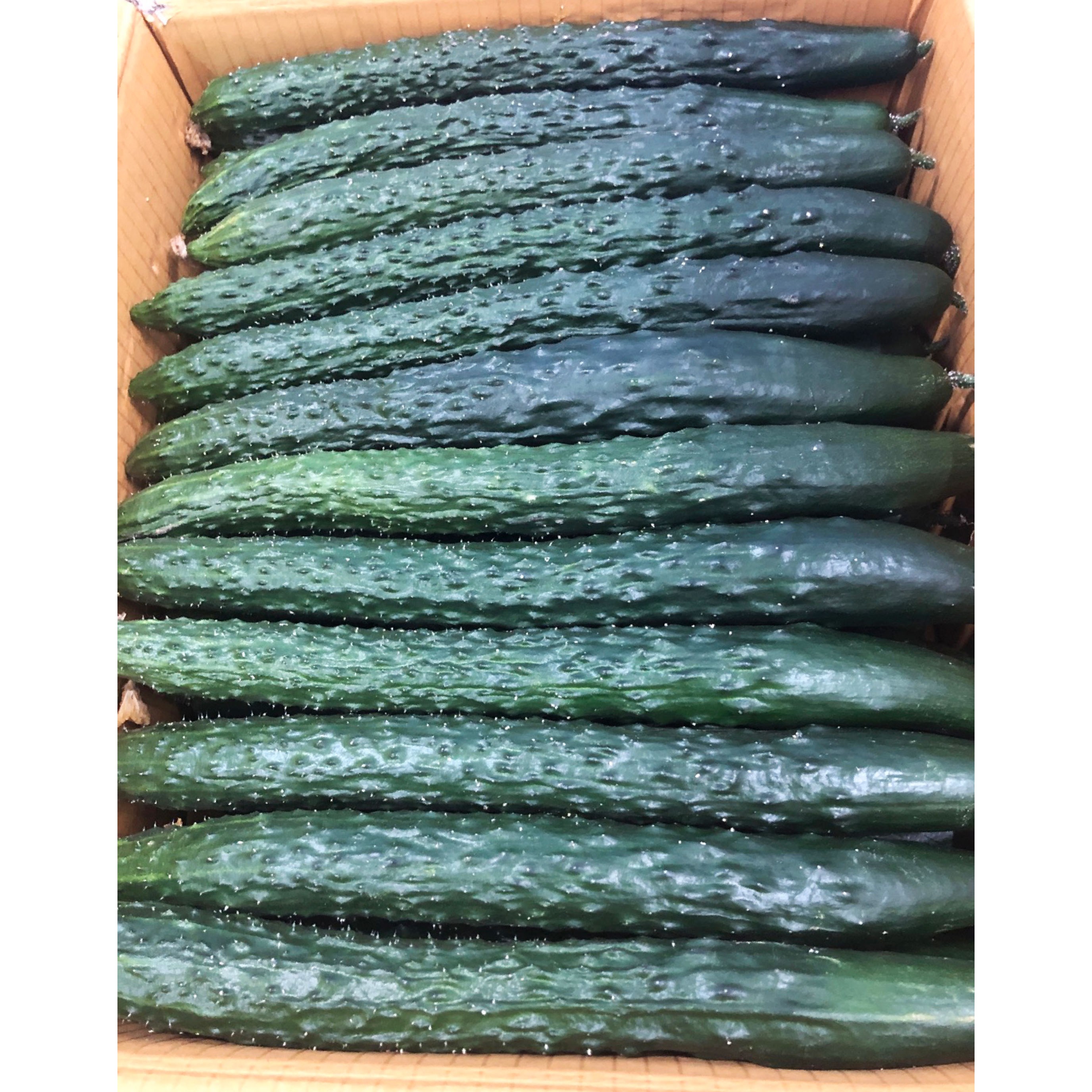 국내산 신선한 아삭아삭 가시오이 10kg(상) 38,300원