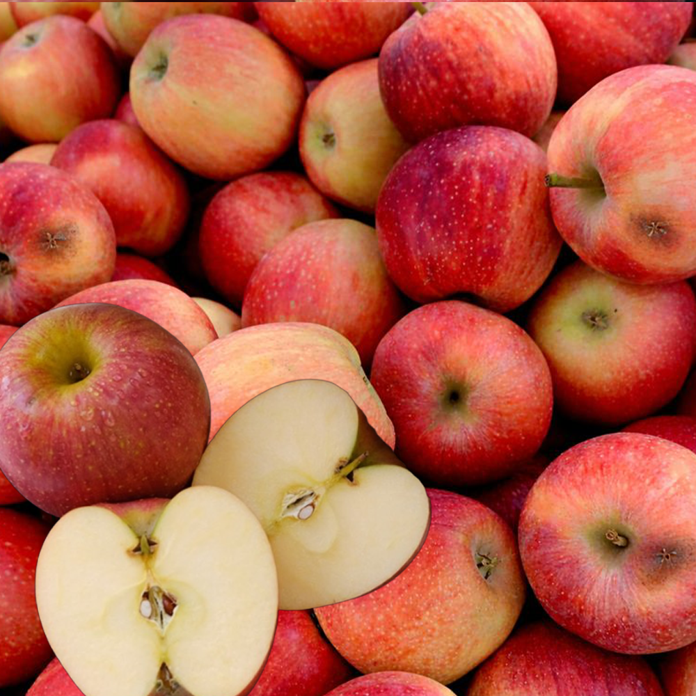 200박스 한정수량 밀양 얼음골 꿀과즙 못난이 햇 부사 사과 10KG 28,980원