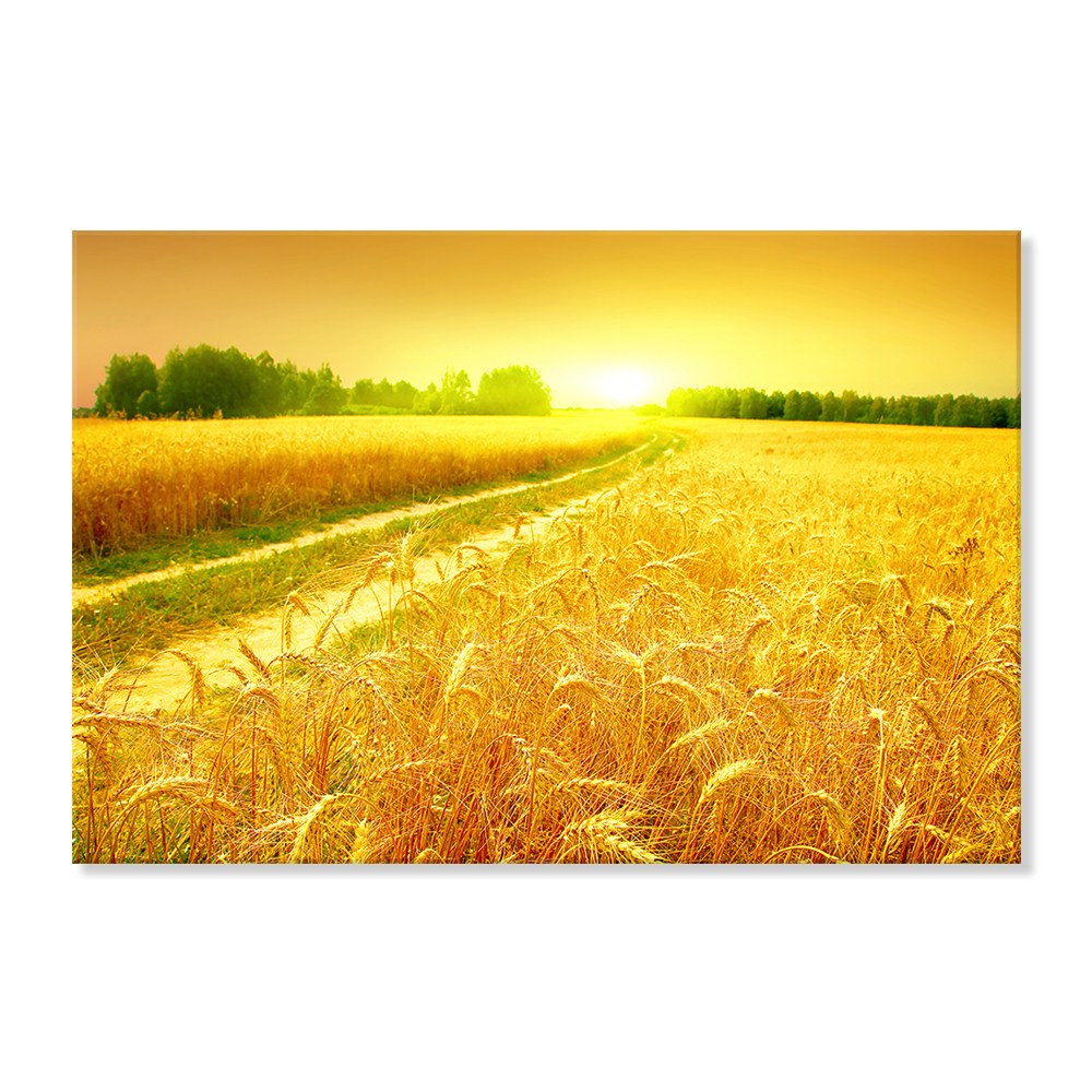 성공하는 재물운 재복 일출 황금빛 태양 보리밭 그림 11,300원