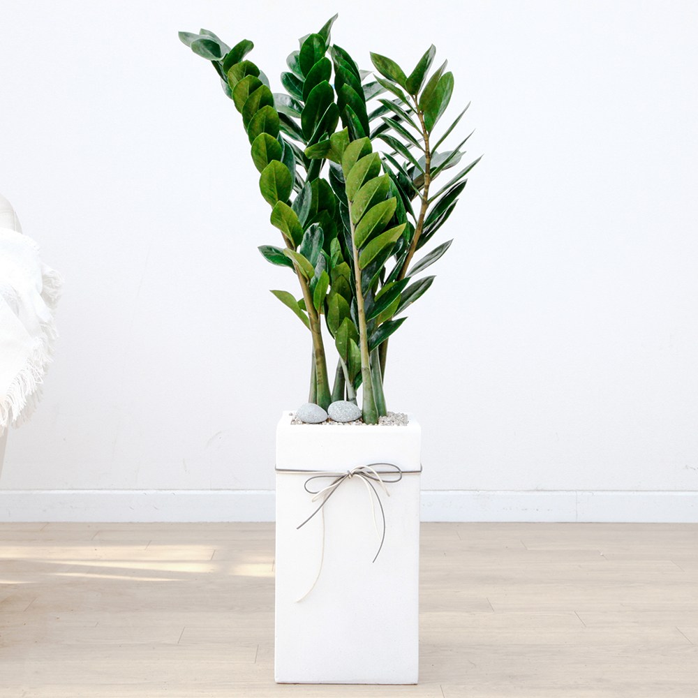 드셀플라워 금전수 돈나무 개업 화분 집들이 선물 승진 사무실 이전 병원 개원 식당 개업식 축하 화분 배달 당일배송, 1개, 1.중형_금전수 흰색사각 경량화분 78,000원