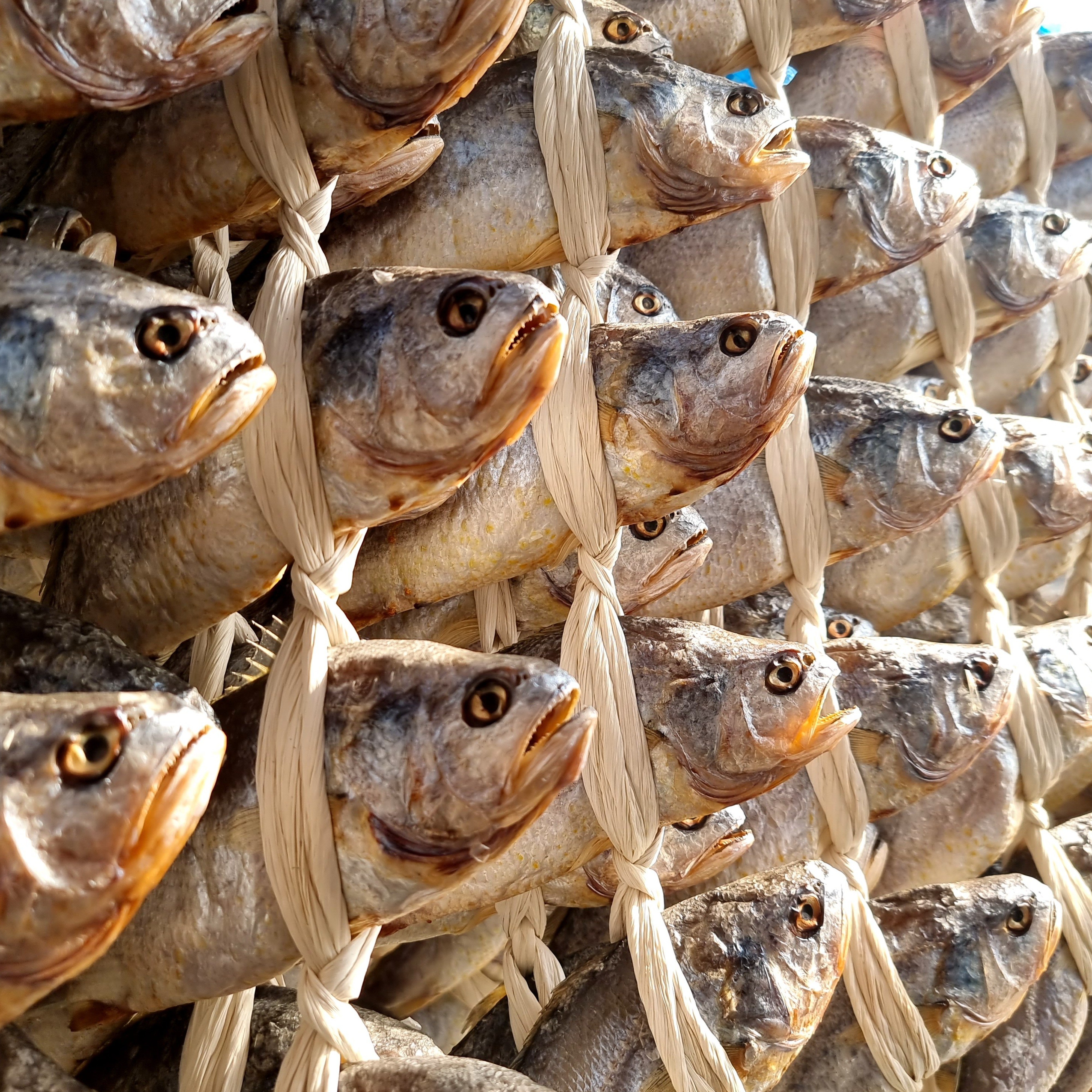 영광법성포 자연해풍건조 프리미엄 보리굴비 27-34cm, 10개 135,000원