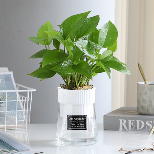 더플로우커머스 청량하고 깔끔한 인테리어 가드닝 저분관수 화분 수경 8,560원