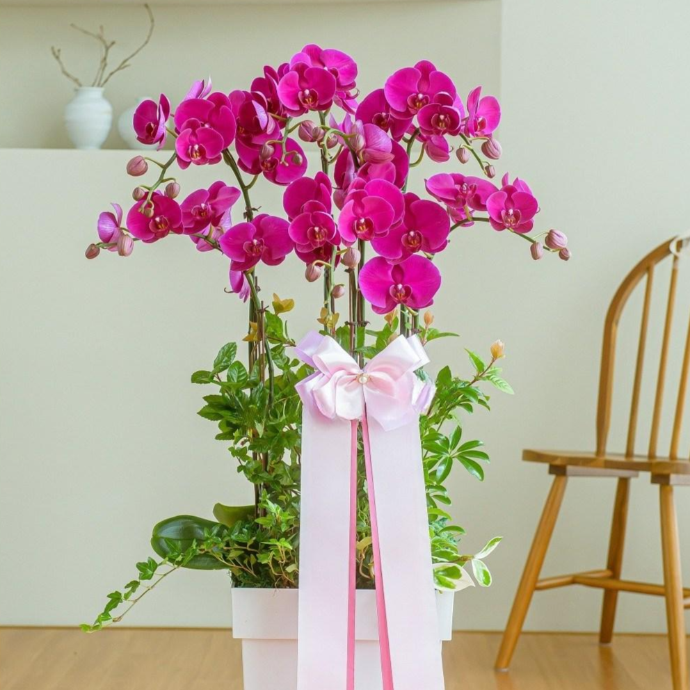 나눔플라워 전국 저가 서양란 취임 진급 승진 개업 승진란 개업란 진급란 축하 꽃배달서비스 당일꽃배달, 1개 139,000원