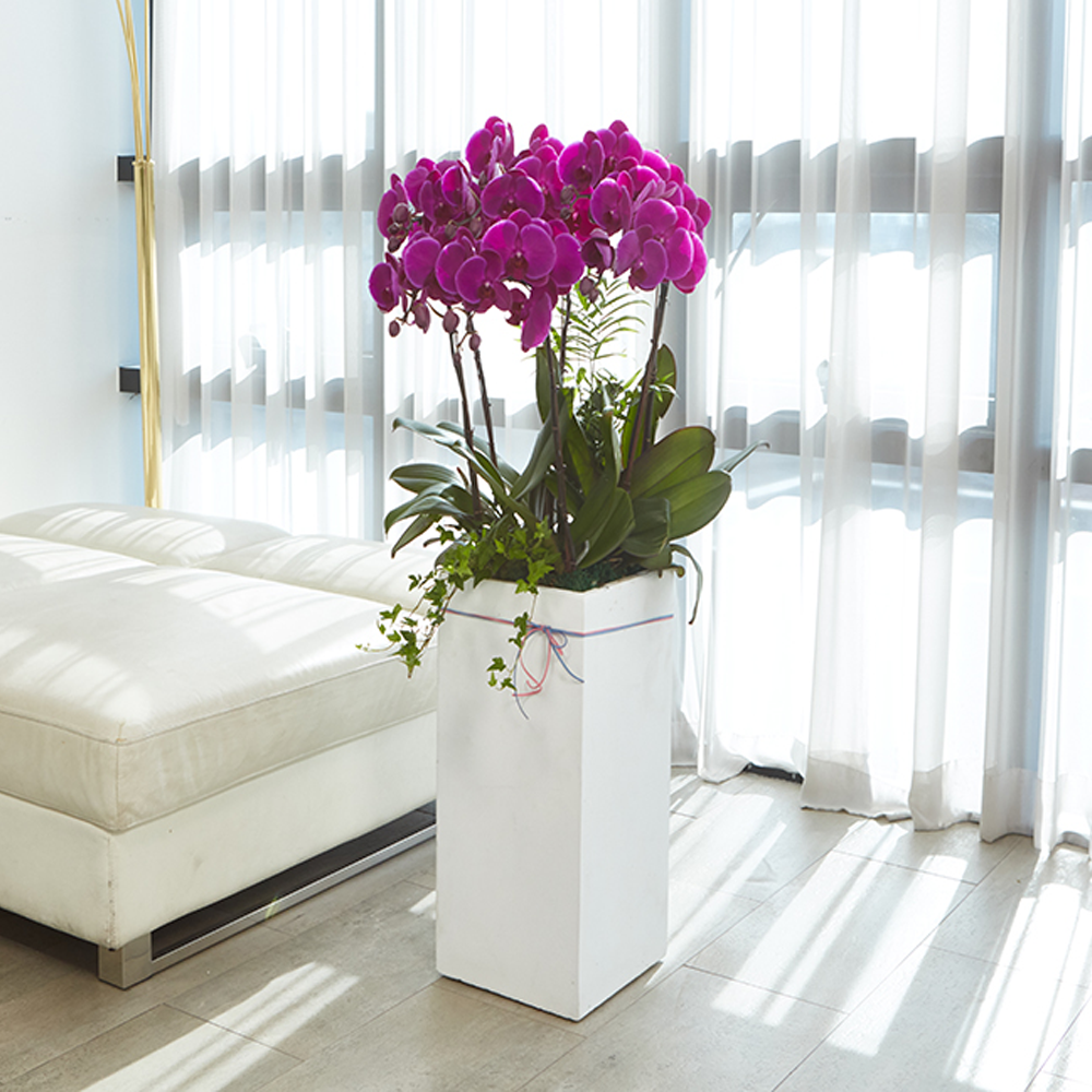 농원청년 서양란 고급형 레드호접란 2호 전국꽃배달서비스 승진 영전 축하화분 개업식화분 인사이동 선물 난배달, 1개 179,000원