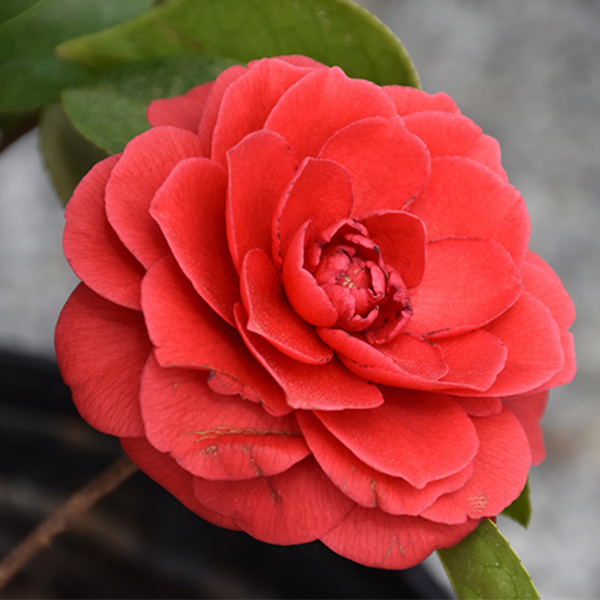 동백나무 묘목 6-7년생 개화주 대품 (화분묘) 토종동백 동백꽃 관엽 29,000원