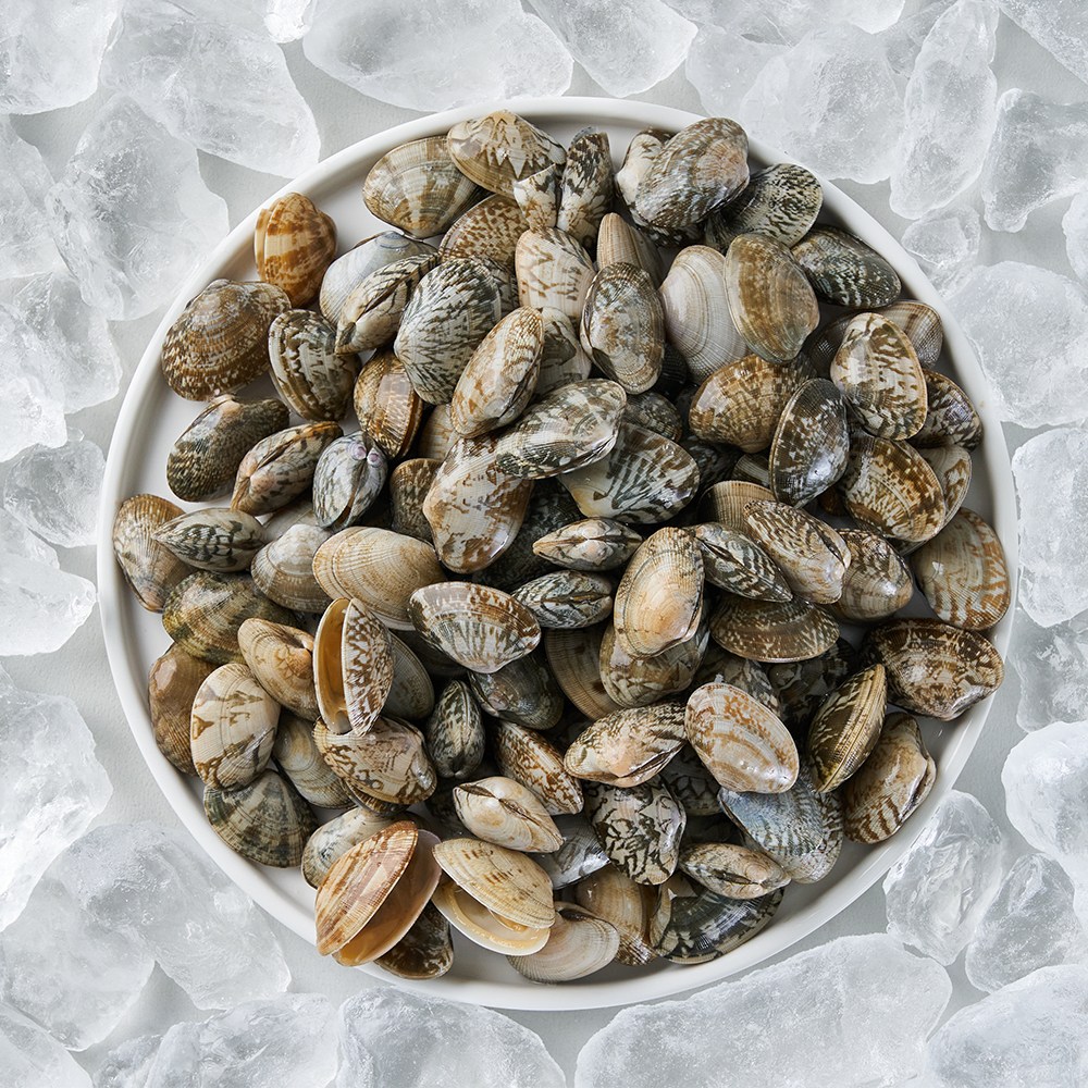 국산 생물 바지락 연안부두 당일발송 활바지락 조개 참바지락, 10kg, 1세트 49,900원