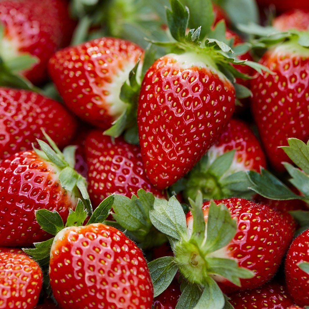 경북 고령 설향딸기 15brix 이상 700g 고당도 제철 생딸기 산지직송, 1개, 700g 14,900원