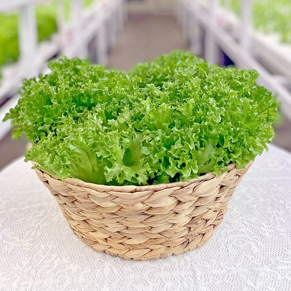 바른팜 무농약 프릴아이스 수경재배 샐러드채소 쌈채소 대용량, 1박스, 1kg 7,800원