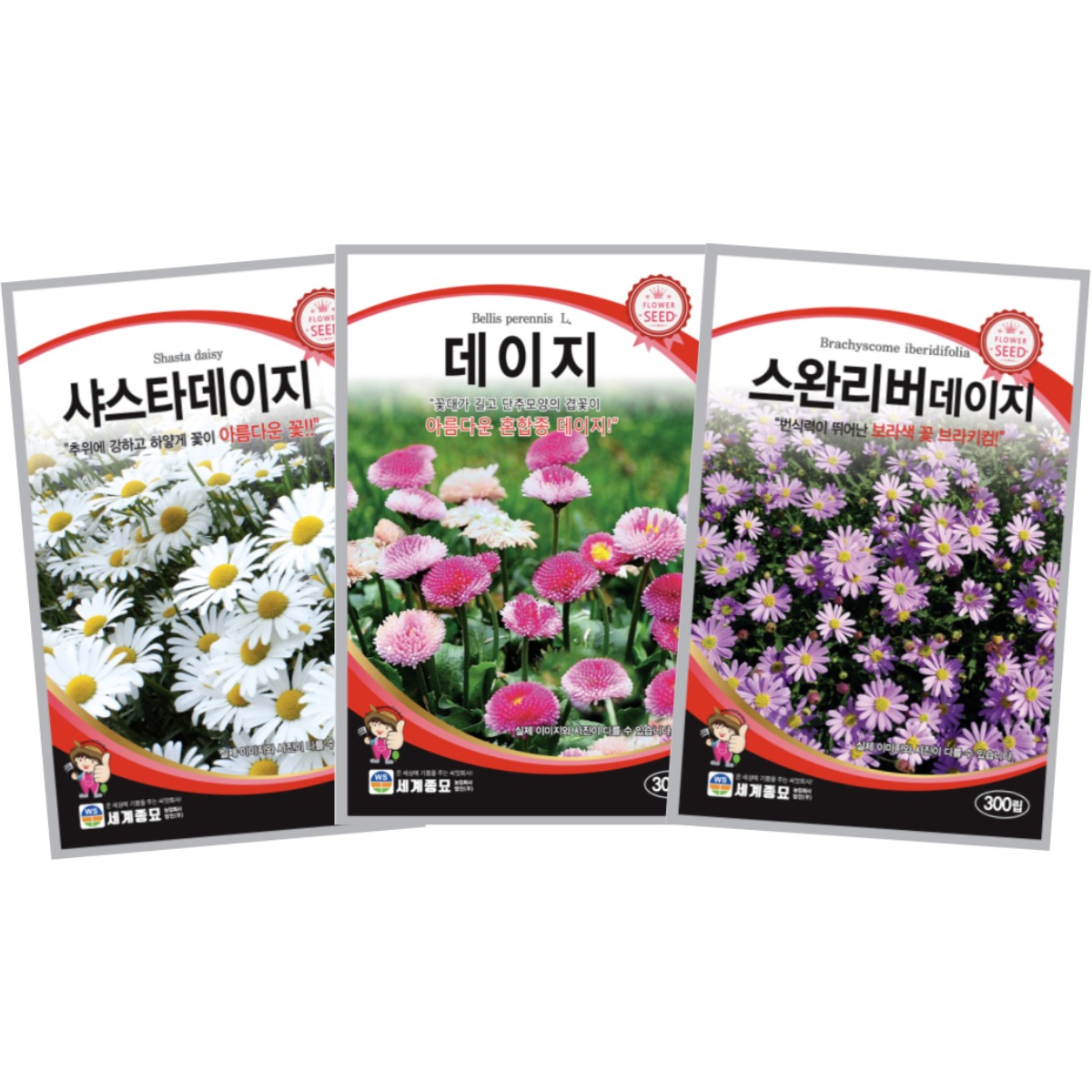 주주씨앗 데이지 씨앗 3종세트 샤스타데이지 스완강데이지 데이지 꽃씨 종자 봄꽃씨 여름 가을 파종 텃밭 화단 정원, 1개 10,900원