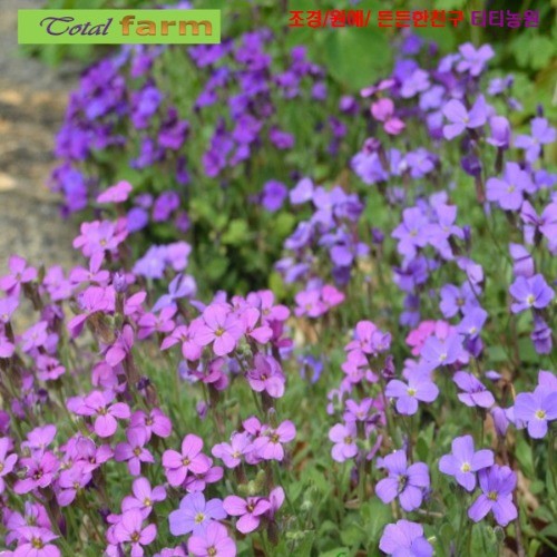 씨앗 팝플러스  바위꽃다지(Aubrieta) 혼합색 15립 8,290원