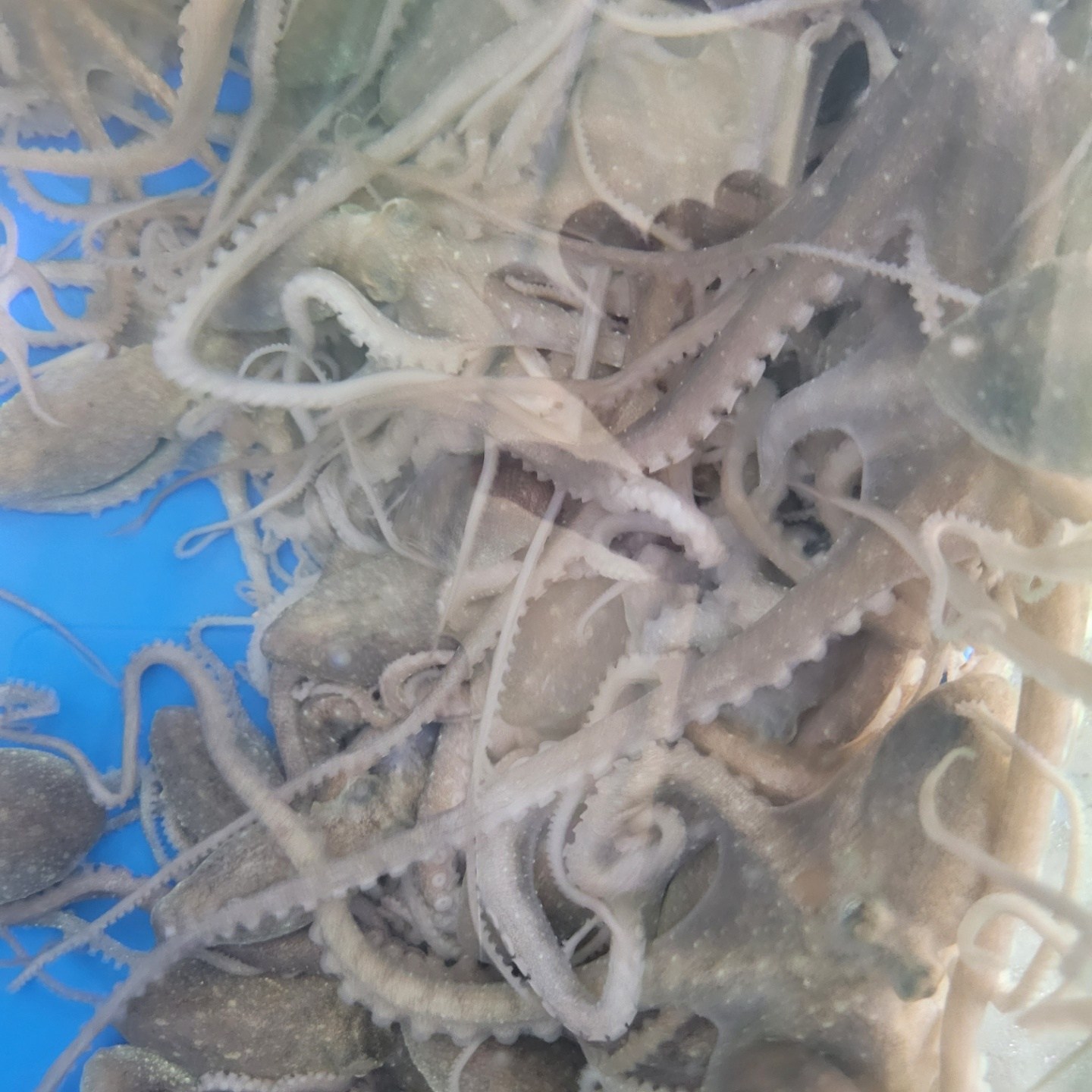 살아있는 목포뻘낙지 중소사이즈10마리(평일3시이전 주문시 당일발송 다음날도착), 10개, 80g 73,000원