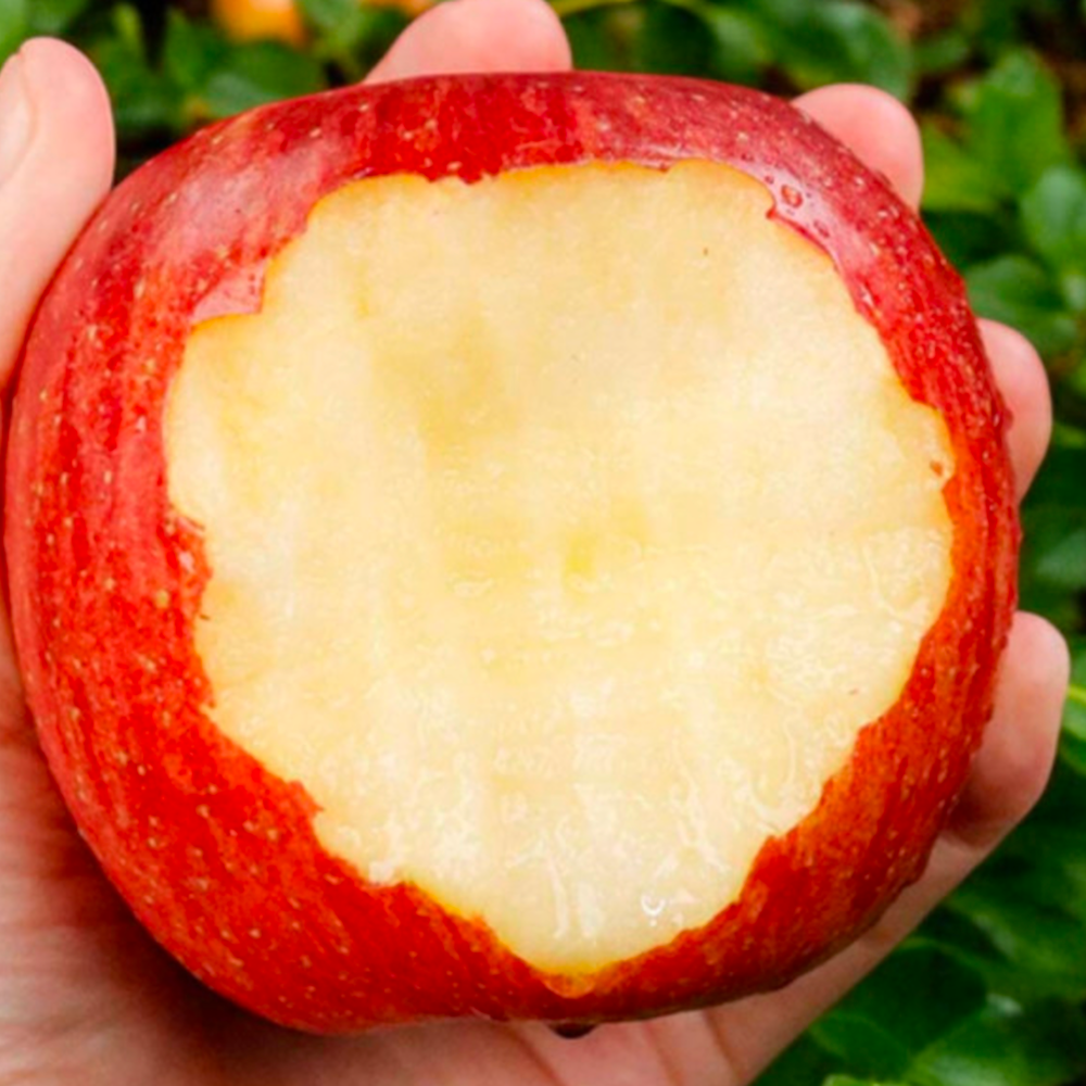 [오늘한정 이가격] 진한단맛 과즙가득 보조개사과 17,800원