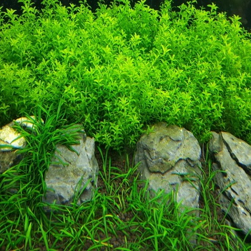 수초하우스) 펄그라스(급성장종) 9,800원