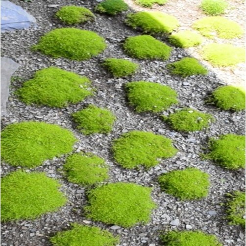 잔디대체 3총사 씨앗 50립 소포장 선택구매 3,320원