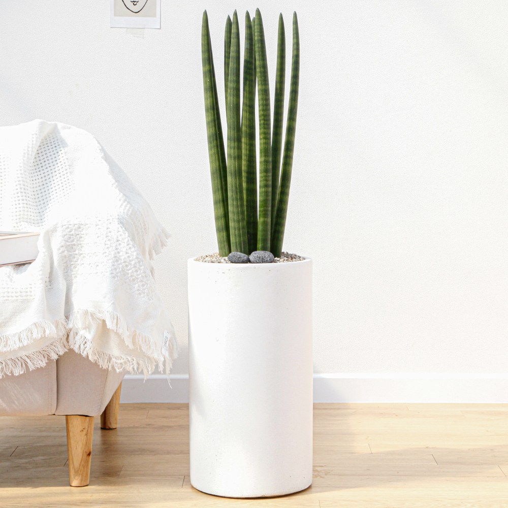 드셀플라워 공기정화 개업화분 사무실 이전 승진 까페 개원 집들이 선물 흰색원형 경량화분 75,000원