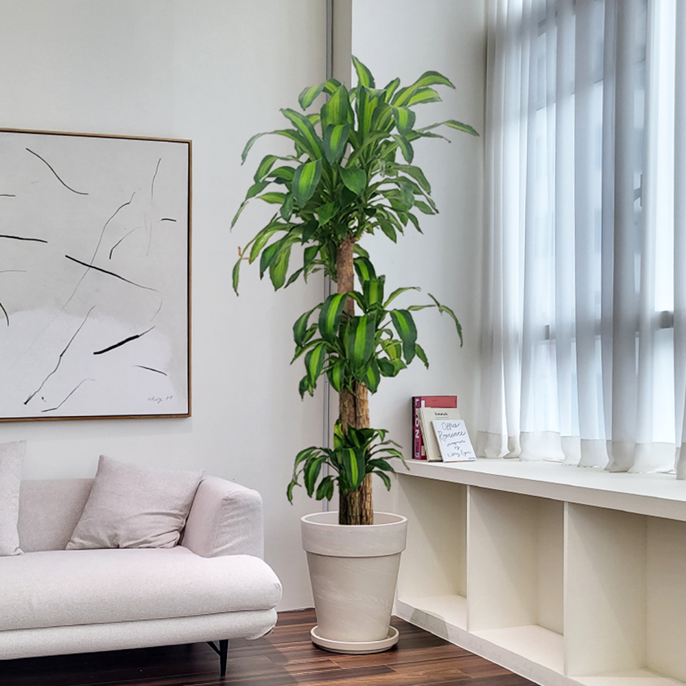 농원청년 크림토분 취임 영전 이직 승진 축하화분 실내 공기정화식물 사무실 카페 매장 공간 인테리어식물 거실화분 집들이 개업식 축하화환 여인초 금전수 뱅갈고무나무 아레카야자 행운목 249,000원